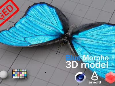The Blue Morpho butterfly  3D model