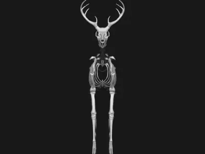  white-tailed deer skeleton 3D model