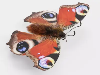 -Peacock Butterfly- 3D model
