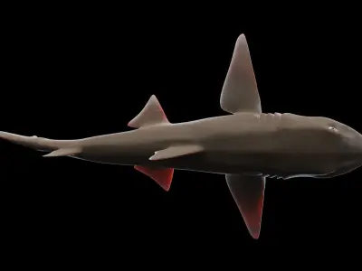 Smoothhound Shark Low-poly 3D model