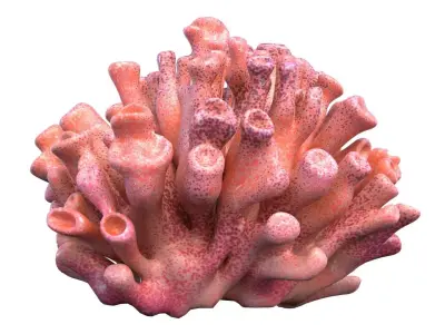 Coral reef collection 1-10 Low-poly 3D model