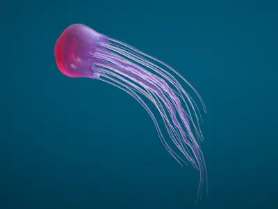 Jellyfish Small Rigged 3D model