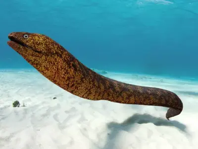 Realistic Moray Eel Animated 3D model