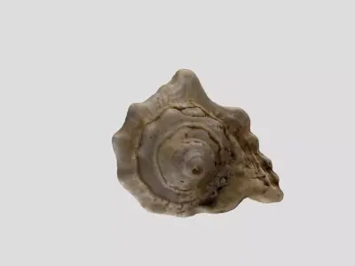 A sea shell 3D model