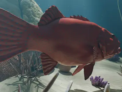 Realistic Coral Trout 3D Model Low-poly 3D model