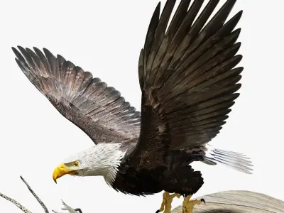 Bald Eagle - BLENDER Low-poly 3D model