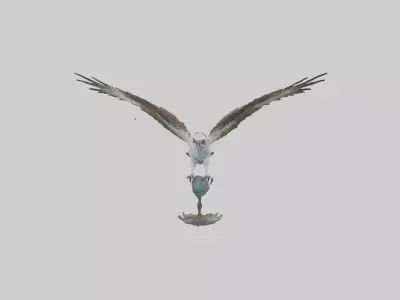 Osprey catching fish model 3D model