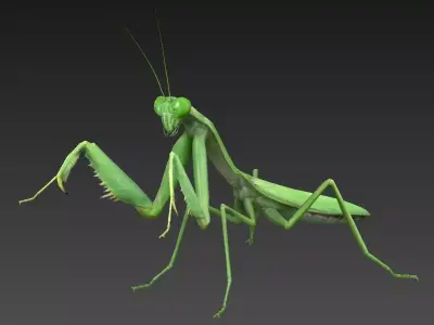 mantis insect Low-poly 3D model