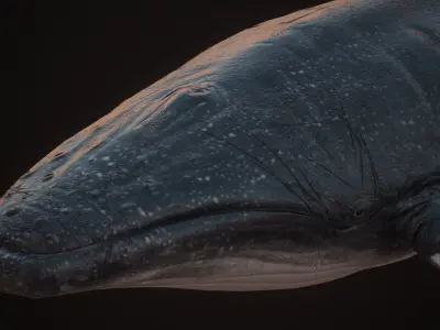 Blue Whale  Low-poly 3D model