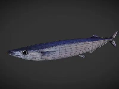 Mackerel squid - squid Low-poly 3D model