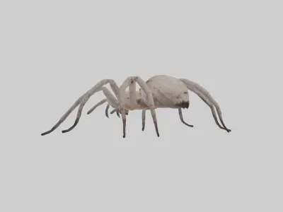 Huntsman Spider Low-poly 3D model