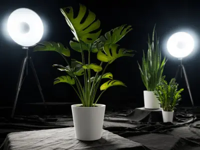  Monstera Deliciosa Plant Potted Plant Model 