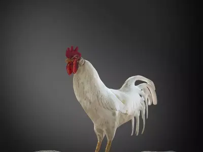 rooster 3d on rock 3D model