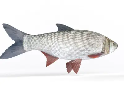 Asp Fish 3D model