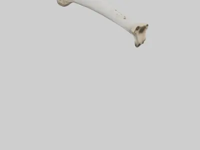 Giraffe Femur Low-poly 3D model