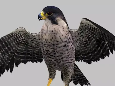 Realistic 3D Falcon Rigged Animated Fully Textured 3D model