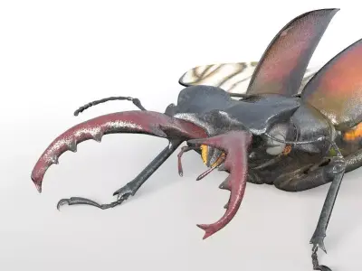 Stag Beetle insect Low-poly 3D model