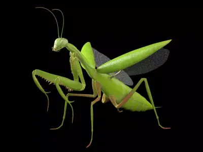 Mantis insect Low-poly 3D model