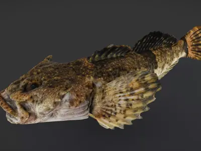 Realistic Freshwater Sculpin Animated 3D model