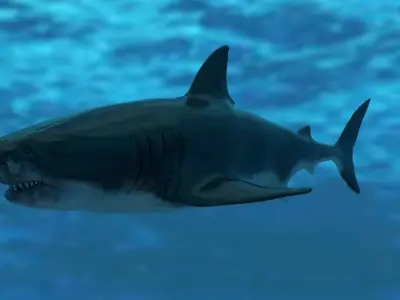 Great White Shark Model  7 animations Pack Low-poly 3D model