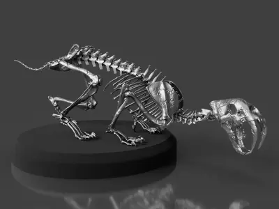 Silver Sabretooth Skeleton 3D model