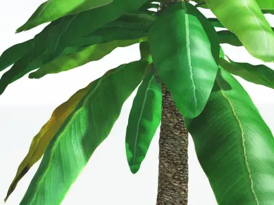 EVERYPlant Bjuvia Cycad 1 --12 Models-- 3D model