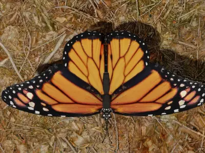 Butterfly clock 3D model