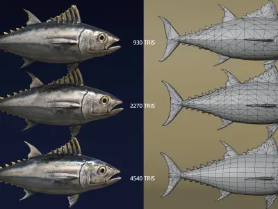 Bluefin Tuna Fish low poly Low-poly 3D model