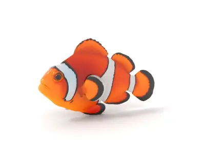 Vibrant Clownfish model pack Low-poly 3D model