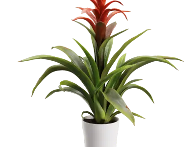  Bromelia Plant Model 