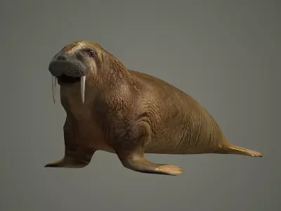 walrus large flippered marine mammal arctic ocean atlantic 3D model