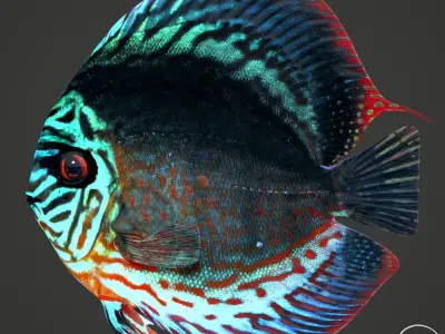 Fish Discus Low-poly 3D model