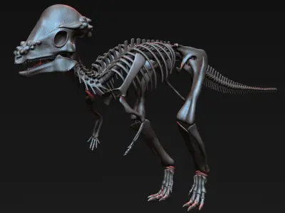 Pachycephalosaurus Skeleton 3D model
