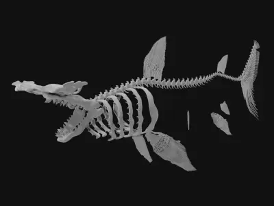 Hammerhead Shark Skeleton 3D model