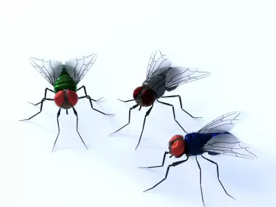 Flies for DAZ 3D model