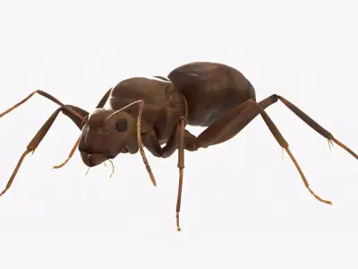 4K Lifelike Ant Low-poly 3D model