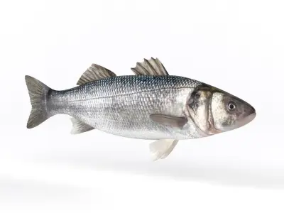 Seebass Fish 3D model