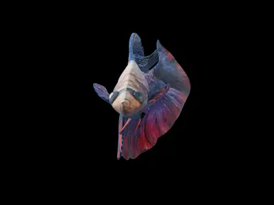 Beta fish pack - Rigged and animated Low-poly 3D model