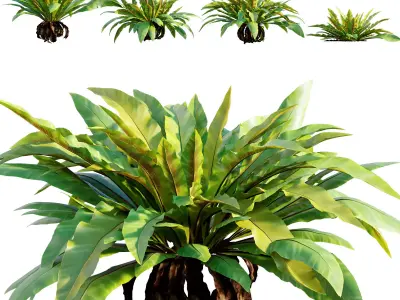 Asplenium Nidus - Bird-Nest Fern 01 3D model