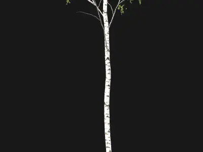 Birch forest part 02 3D model