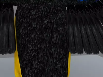 Blue winged mountain tanager open wings 3D model