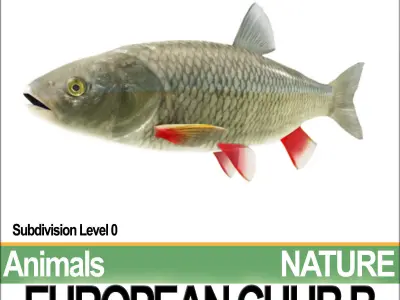 European Chub B 3D model