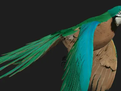 Parrot A5 3D model