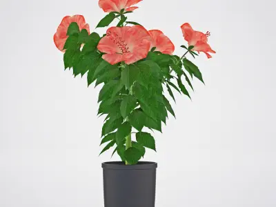 Hibiscus flowers in pot Free 3D model