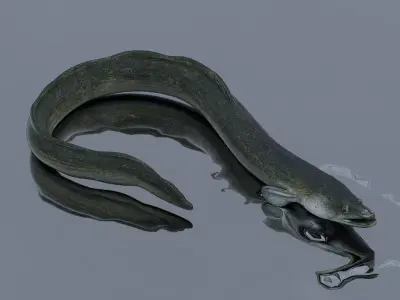 An Eel Low-poly 3D model