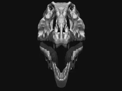 Giganotosaurus Skull Set Skeletons 3D model