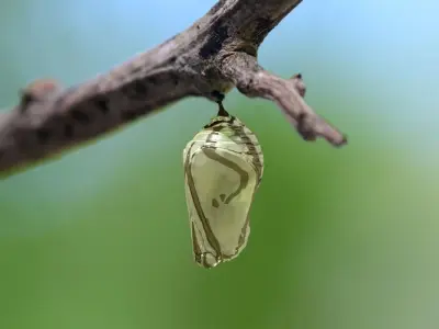 Chrysalis 5 butterfly on branch 3D model