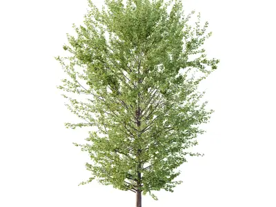 Maidenhair Ginkgo Biloba Tree 08 3D model