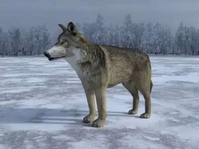 Gray Wolf Low-poly 3D model