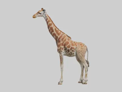 Reticulated giraffe Low-poly 3D model
